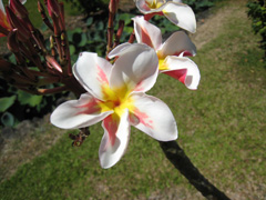 Frangipani