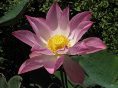 Lotus