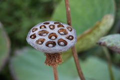 Lotus pod
