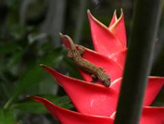 Gecko