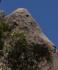 Horse head
