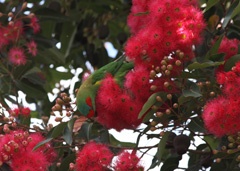 Musk lorikeet