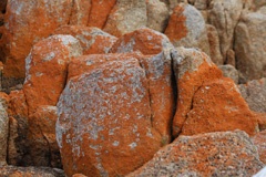 Lichen