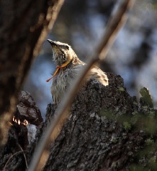 Wattle bird