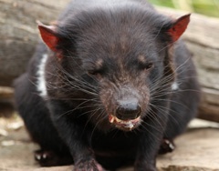 Tasmanian devil
