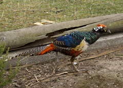 Fancy pheasant