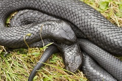 Tiger snakes