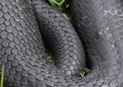 Tiger snake