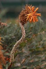 Redhot poker