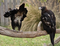 Wedge-tailed eagles