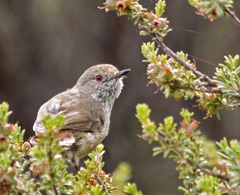 Tasmanian thornbill