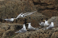 Tern feeding chick