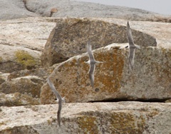 Terns
