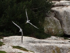 Terns