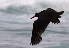 Oystercatcher