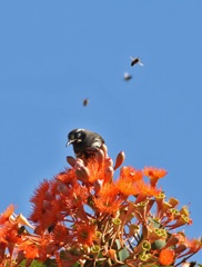 New England honeyeater