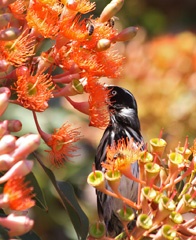 New England honeyeater