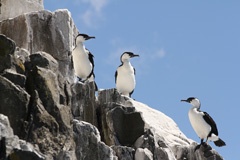 Cormorants