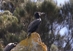 Imperial cormorant