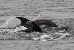 Dolphins