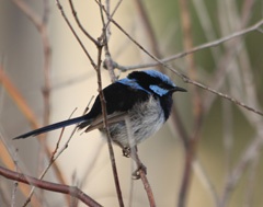 Fairy wren