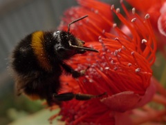 Bumble bee - oval eyes
